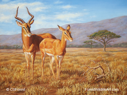 African wildlife impala antelope