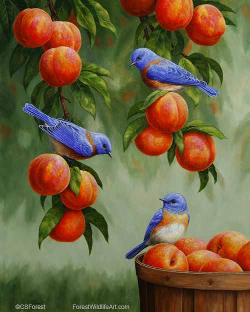 bluebirds Oil painting of bluebirds in a peach tree, by wildlife artist Crista Forest, ForestWildlifeArt.com. Fine Art Prints available