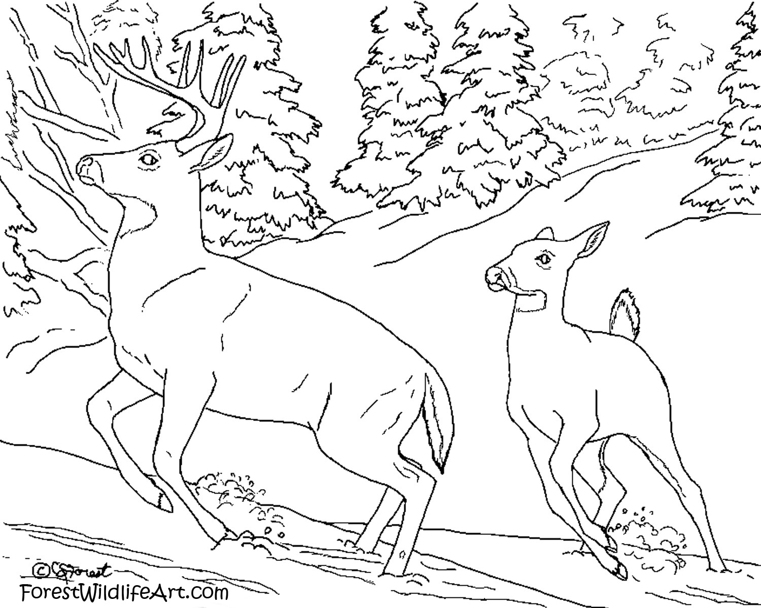 Animal Coloring Book for Adults: Cute Forest Wildlife Animals and