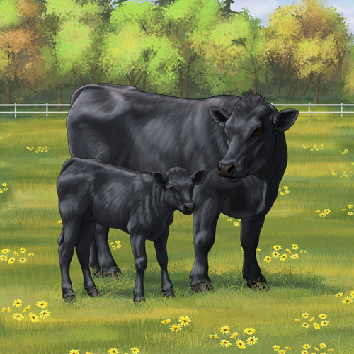 Angus Cow & Calf