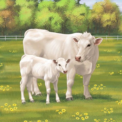 Charolais Cow & Calf Farm