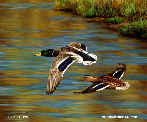 Mallard ducks flying over a pond
