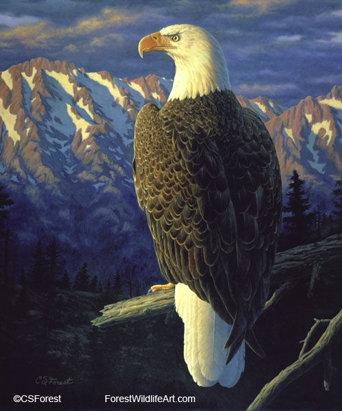 American Bald Eagle Painting