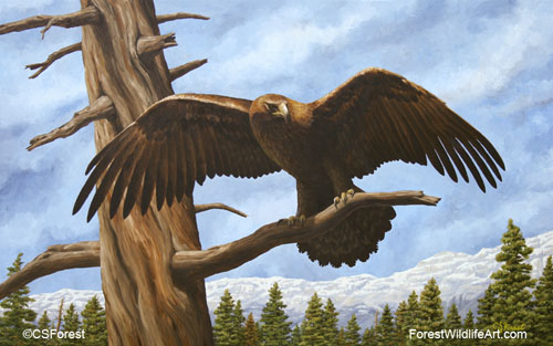 golden eagle flexing its wings