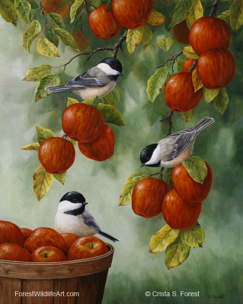 Black-capped chickadees and apples
