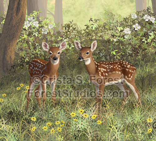 Whitetail Deer Twin Fawns