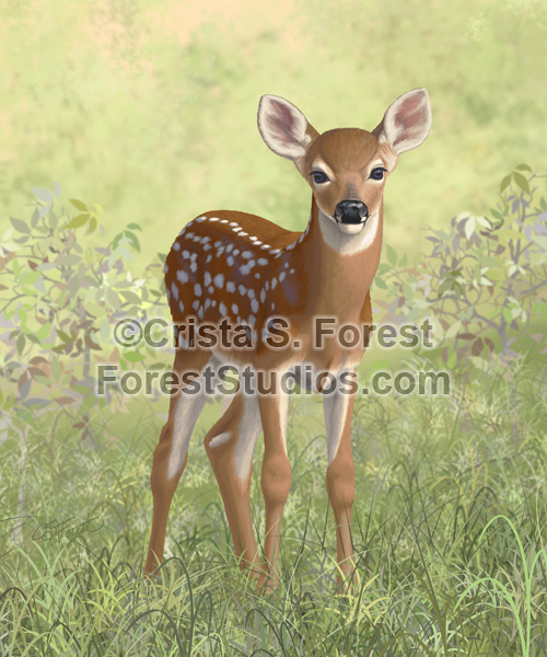 Whitetail Deer Twin Fawns
