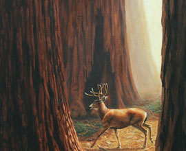 blacktail buck and sequoia trees