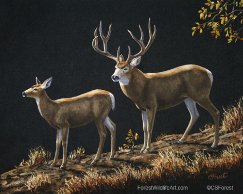 mule deer buck & doe