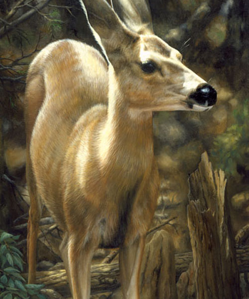 young mule deer doe
