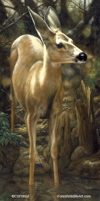 young mule deer
