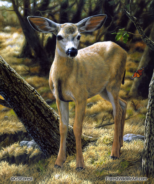 young mule deer and monarch butterfly