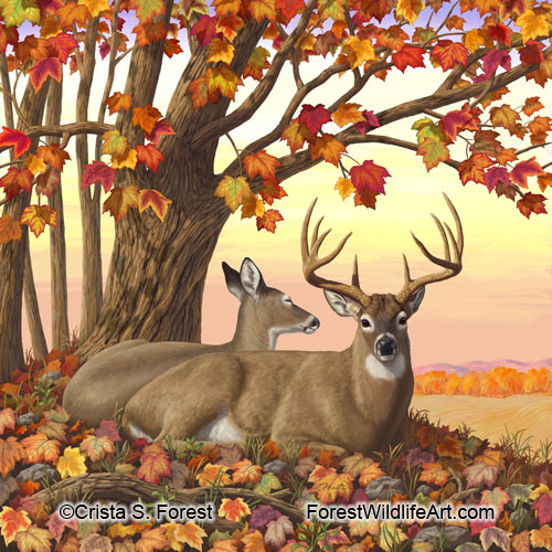 deer and autumn maple tree