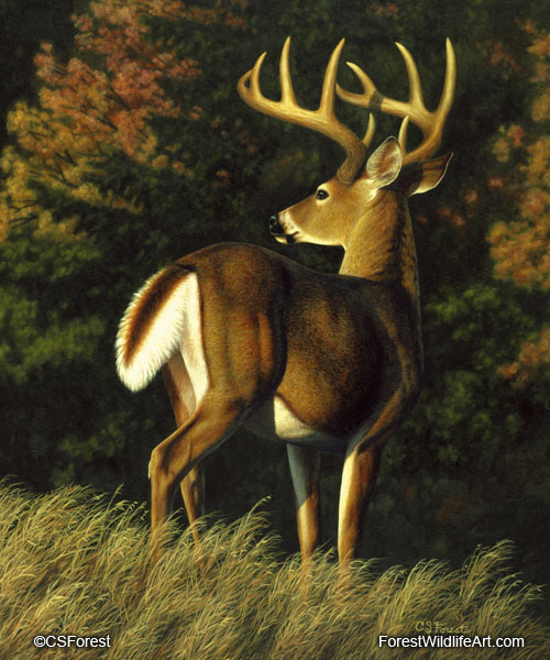 whitetail buck painting
