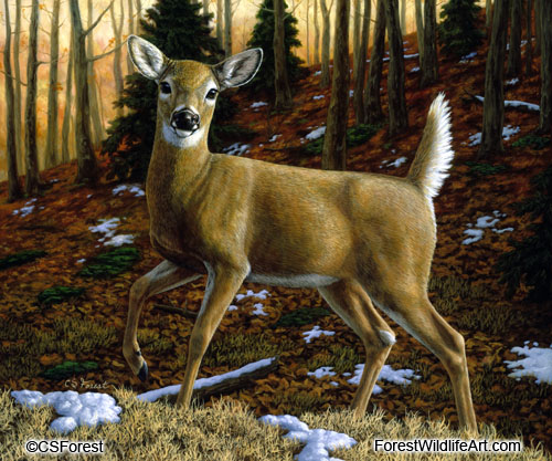 whitetail doe painting