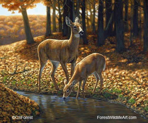 whitetail doe & fawn