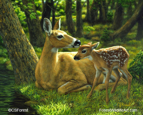 whitetail doe and fawn