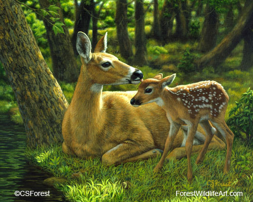 whitetail doe & fawn