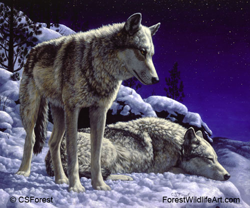 gray wolves in snow