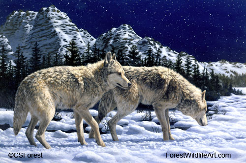 grey wolves in winter