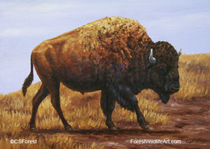 bison