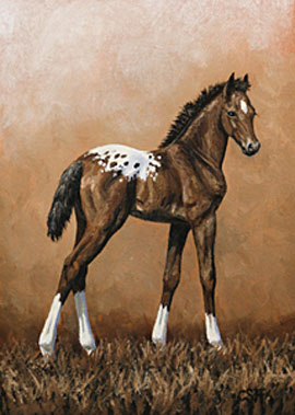 appaloosa foal