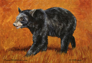 black bear