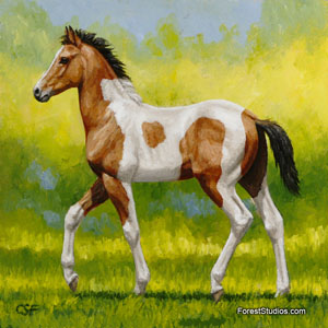 bay pinto foal