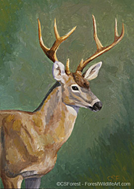 blacktail deer