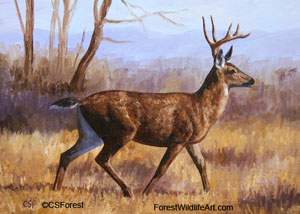 blacktail deer