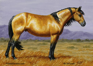 buckskin mustang stallion picture