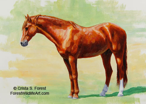 Chestnut Morgan horse picture