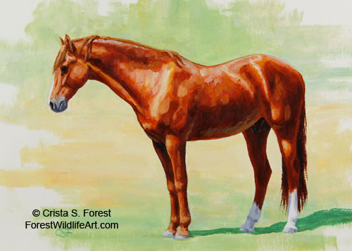 chestnut Morgan horse