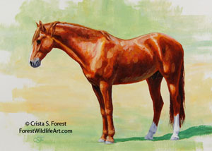 Chestnut Morgan horse picture