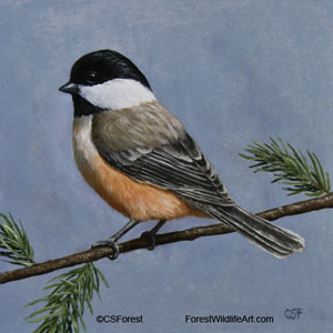 black-capped chickadee