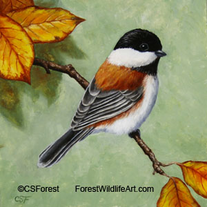 chestnut-backed chickadee