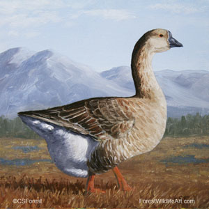 Brown Chinese Goose picture