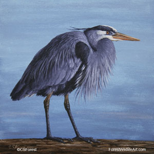 Great Blue Heron picture