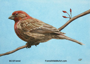 house finch