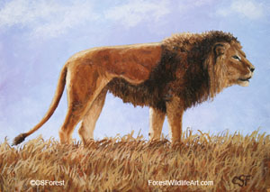 male African lion