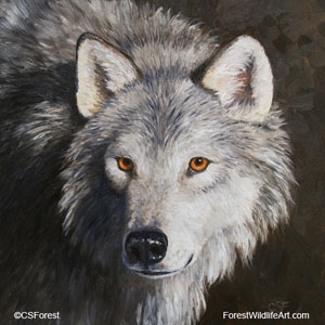 wolf portrait image
