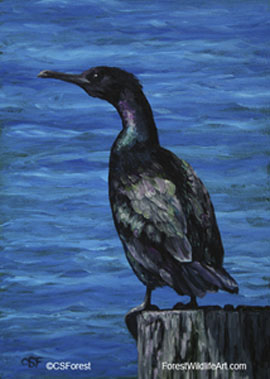 pelagic cormorant
