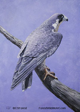 peregrine falcon