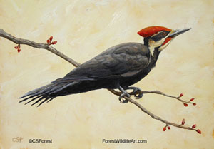 Pileated Woodpecker picture