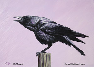 crow cawing
