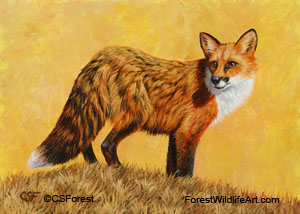 red fox