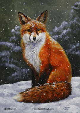 red fox