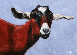 Nubian Goat