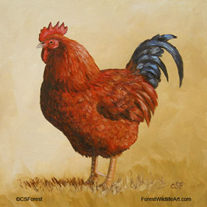 Rhode Island Red image