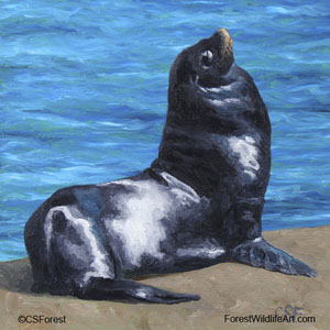 sea lion